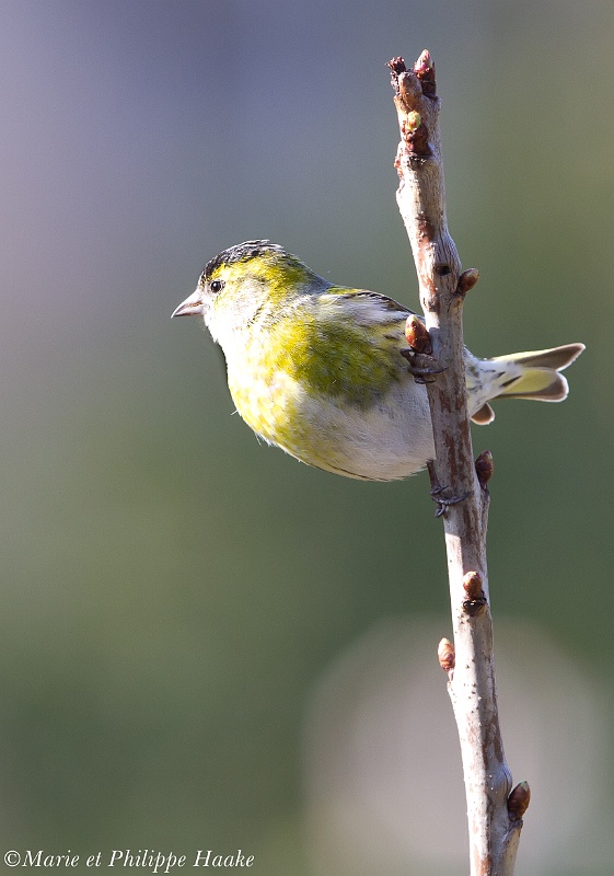 Tarin 3592_wm.jpg - Tarin des aulnes - Carduelis spinus - Eurasian Siskin (Ermitage, Genève, Suisse, mars 2011)